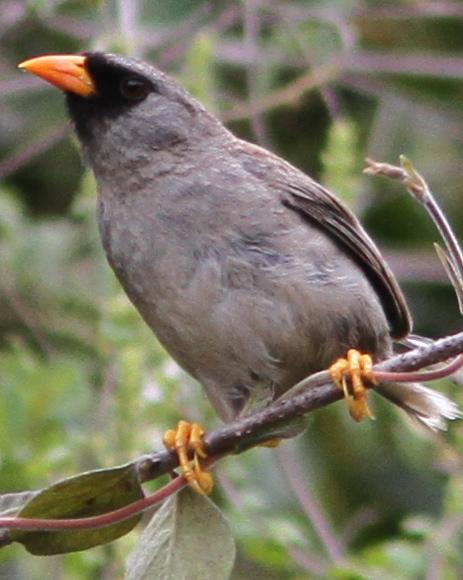 Gray-winged Inca-Finch Photo by Marcelo Padua