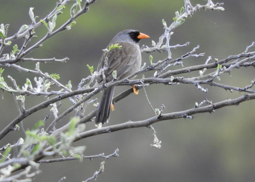 Gray-winged Inca-Finch Photo by Jeff Harding