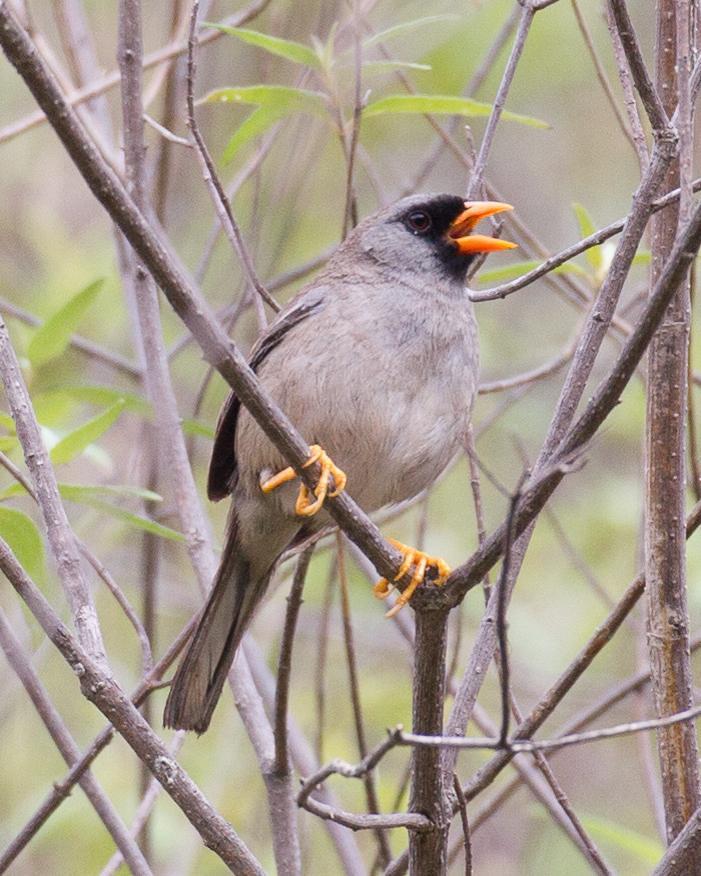 Gray-winged Inca-Finch Photo by Robert Lewis