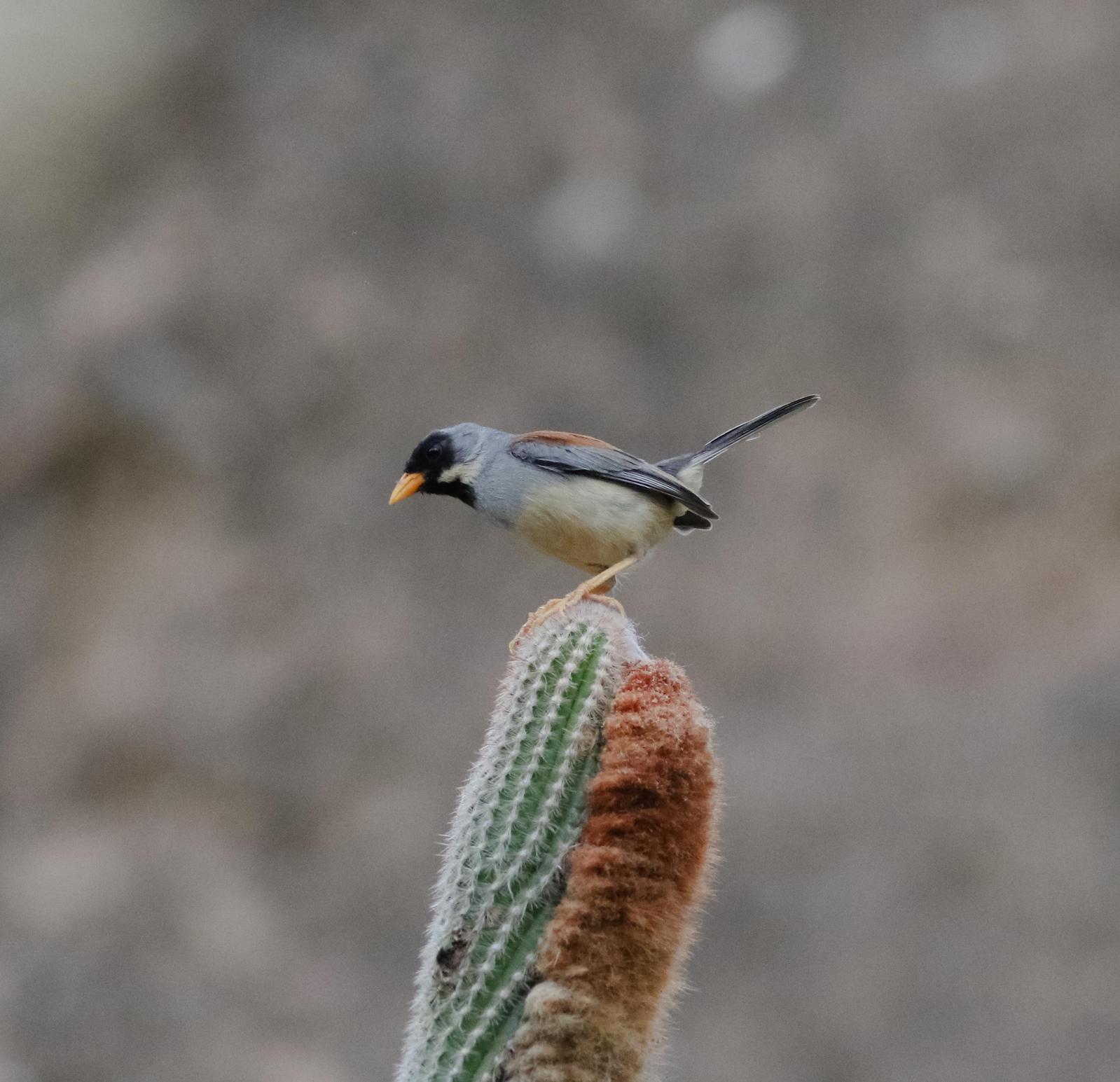 Buff-bridled Inca-Finch Photo by Leonardo Garrigues
