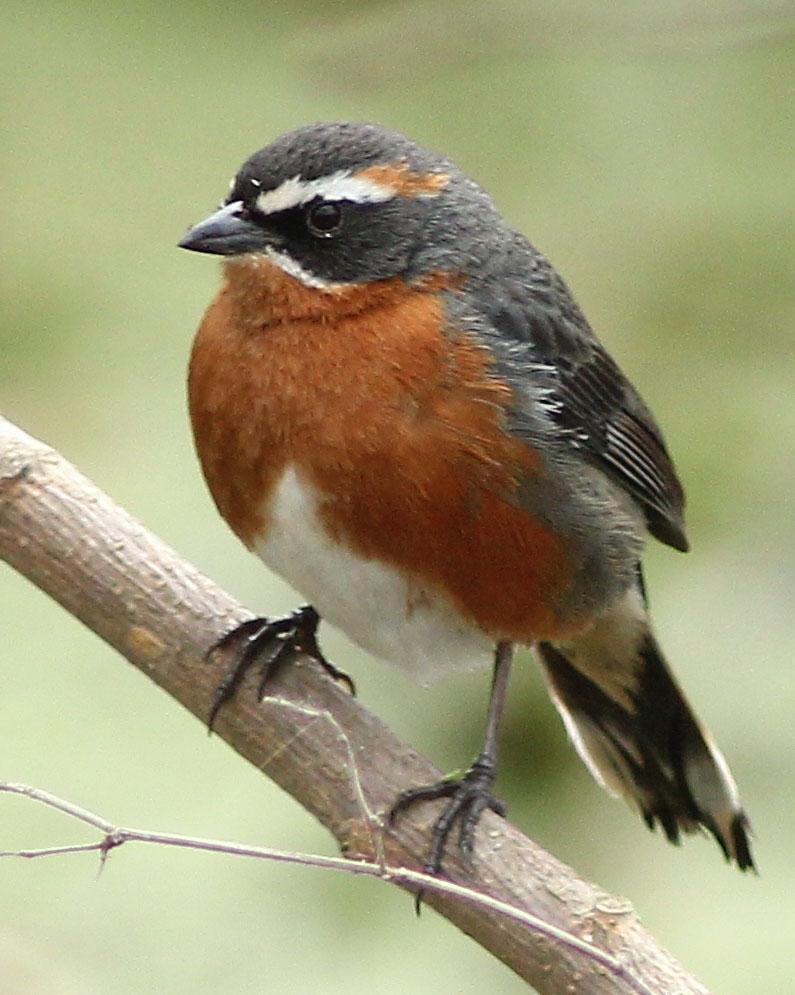 Black-and-rufous Warbling-Finch Photo by Lee Harding
