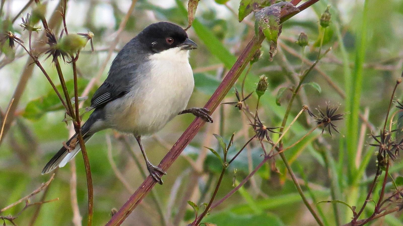 Black-capped Warbling-Finch Photo by Ken Pinnow