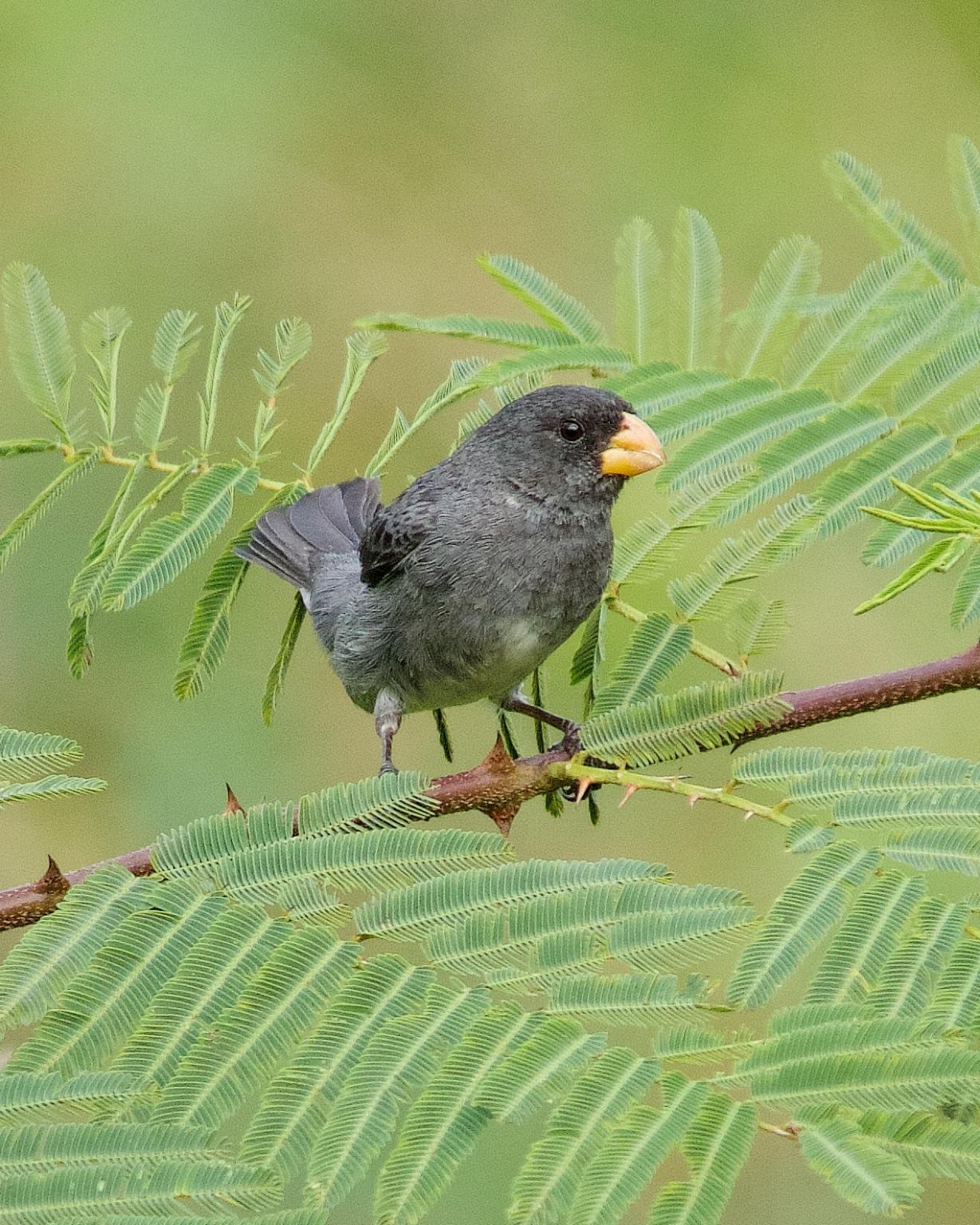 Slate-colored Seedeater Photo by Denis Rivard