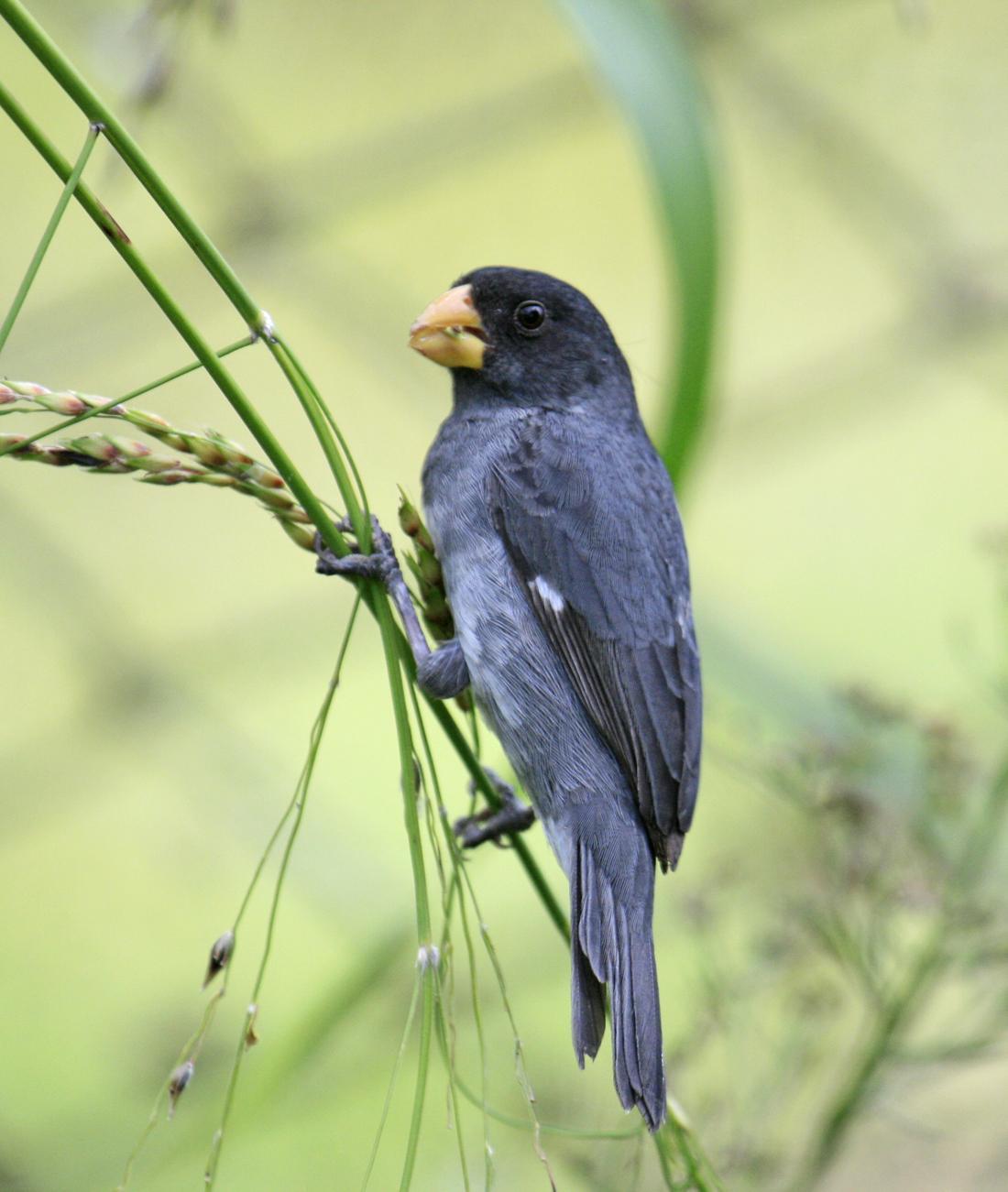 Gray Seedeater Photo by Martin Reid