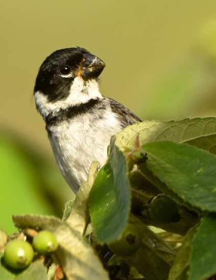 Variable Seedeater Photo by Andrew Pittman