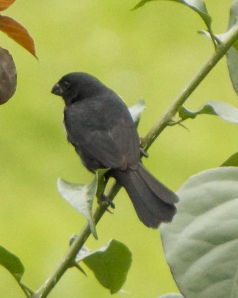 Variable Seedeater Photo by Mark Baldwin