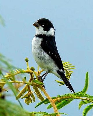Wing-barred Seedeater Photo by Francesco Veronesi