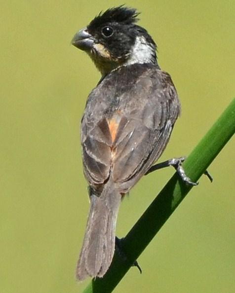 Morelet's/Cinnamon-rumped Seedeater Photo by Steven Mlodinow