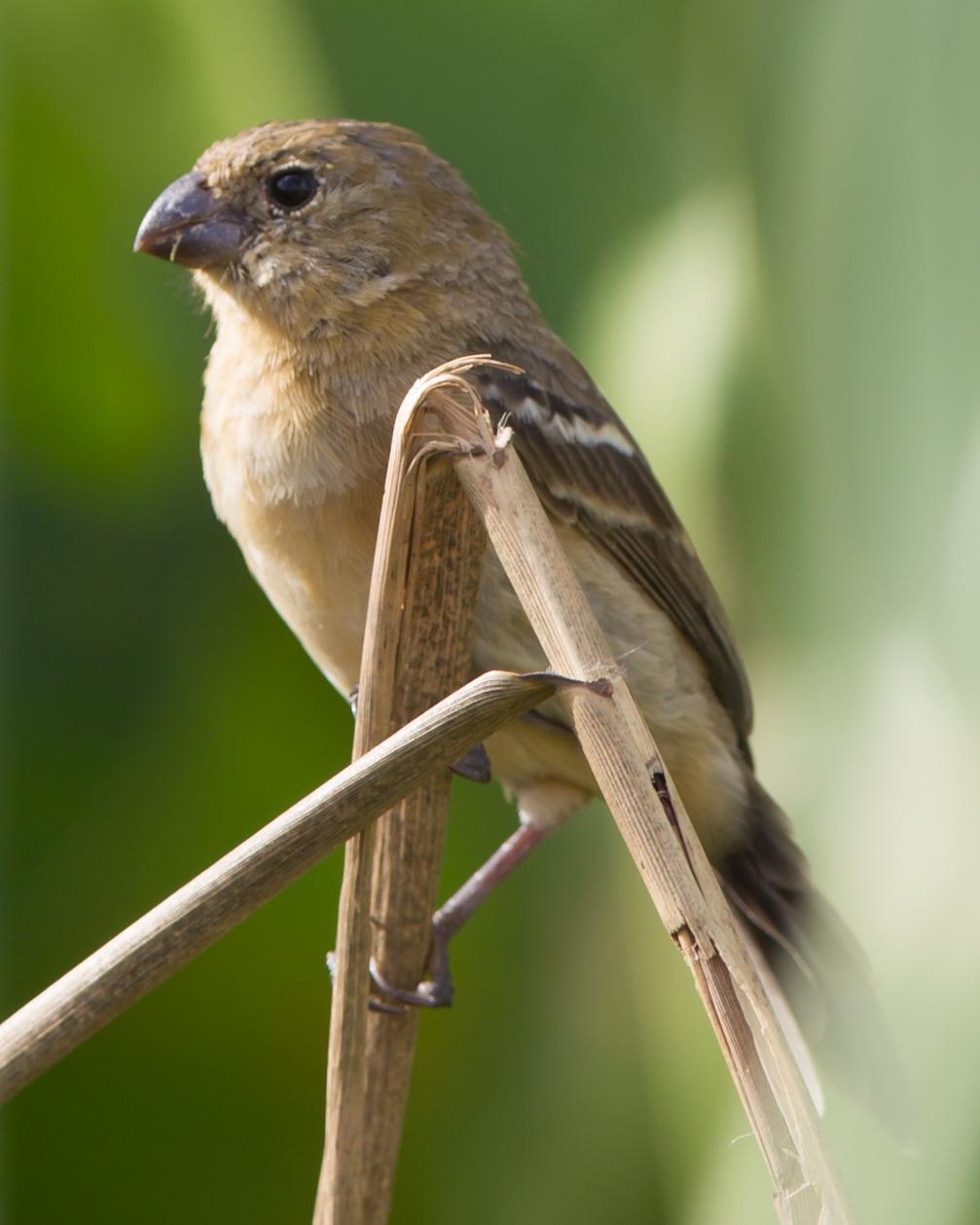Morelet's/Cinnamon-rumped Seedeater Photo by Kevin Berkoff