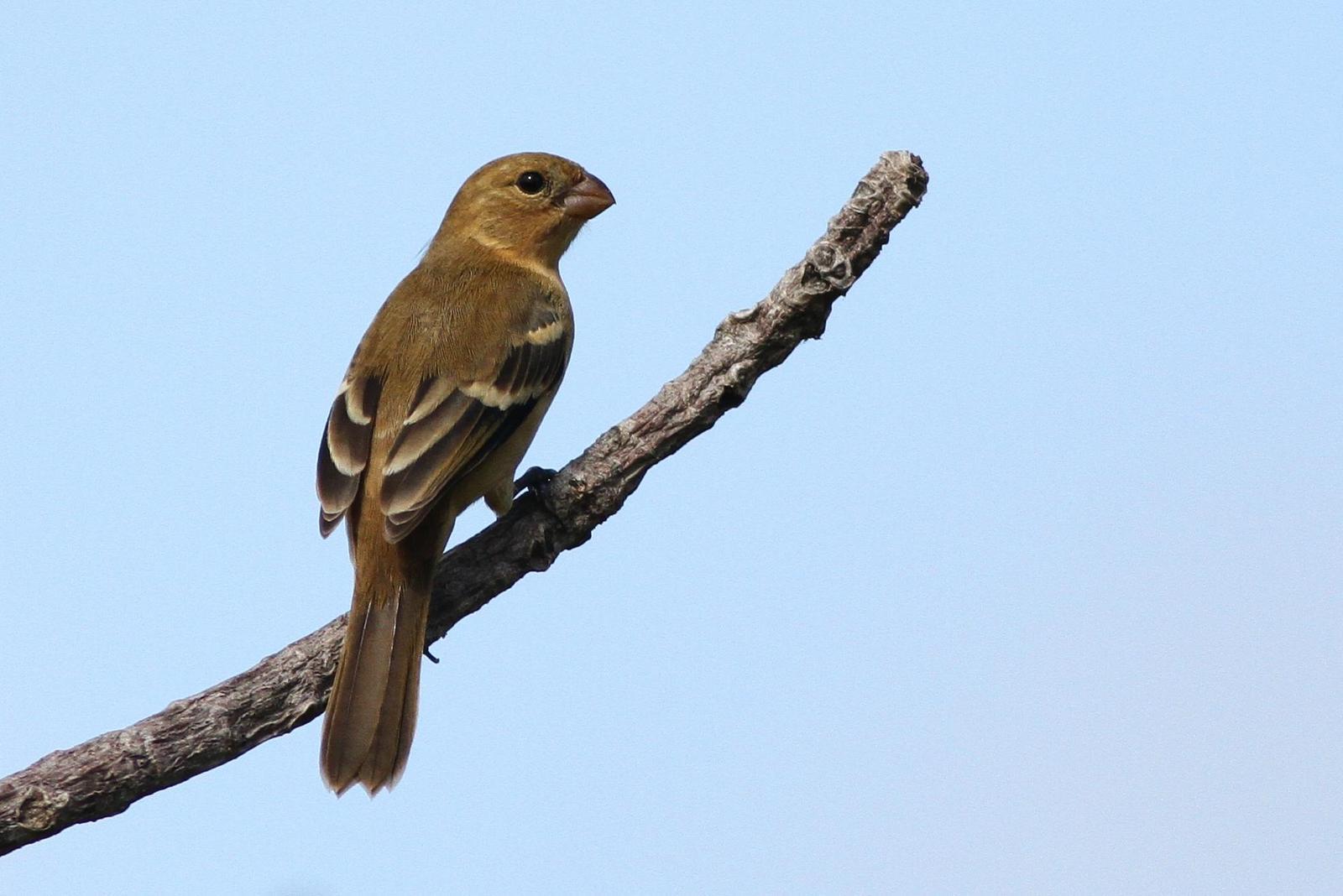 Morelet's/Cinnamon-rumped Seedeater Photo by Alex Lamoreaux