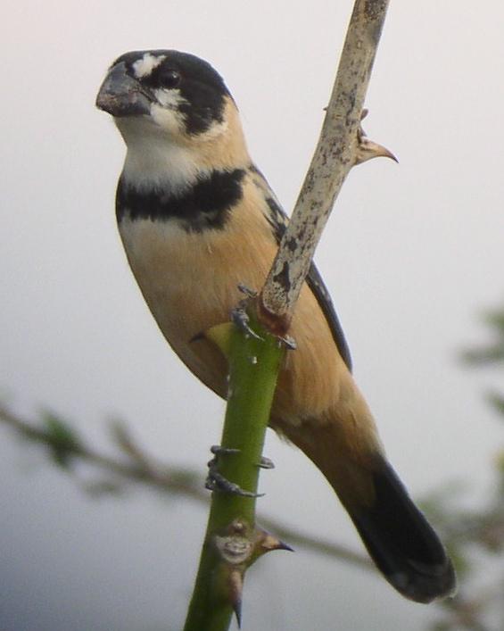 Rusty-collared Seedeater Photo by Richard C. Hoyer