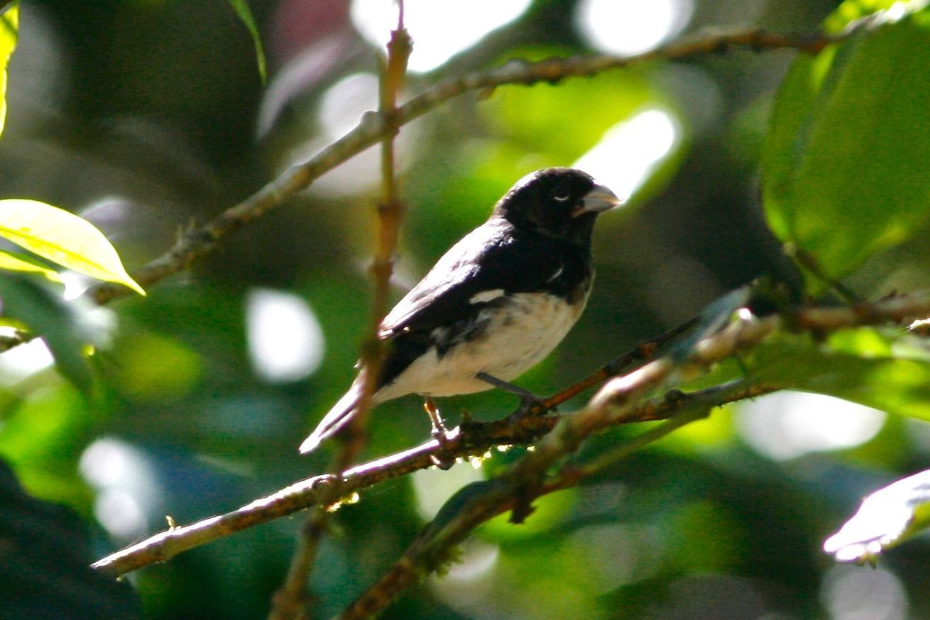 Black-and-white Seedeater Photo by Oscar Johnson