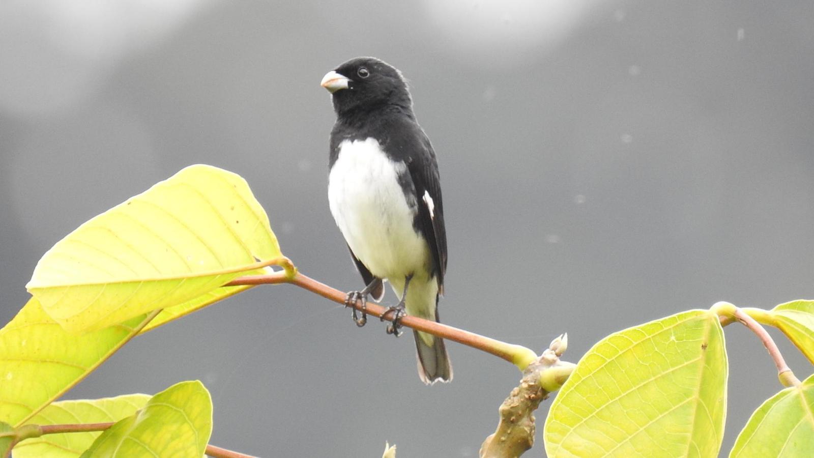 Black-and-white Seedeater Photo by Julio Delgado