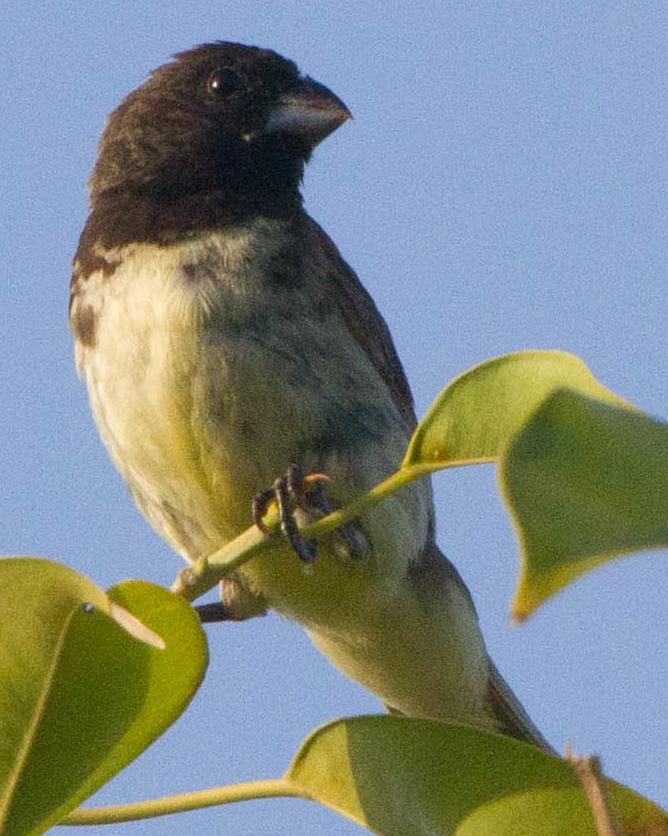 Yellow-bellied Seedeater Photo by Jeff Gerbracht