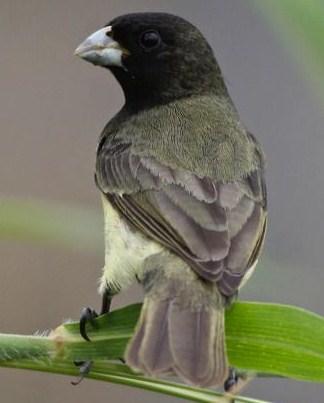 Yellow-bellied Seedeater Photo by Michael L. P. Retter
