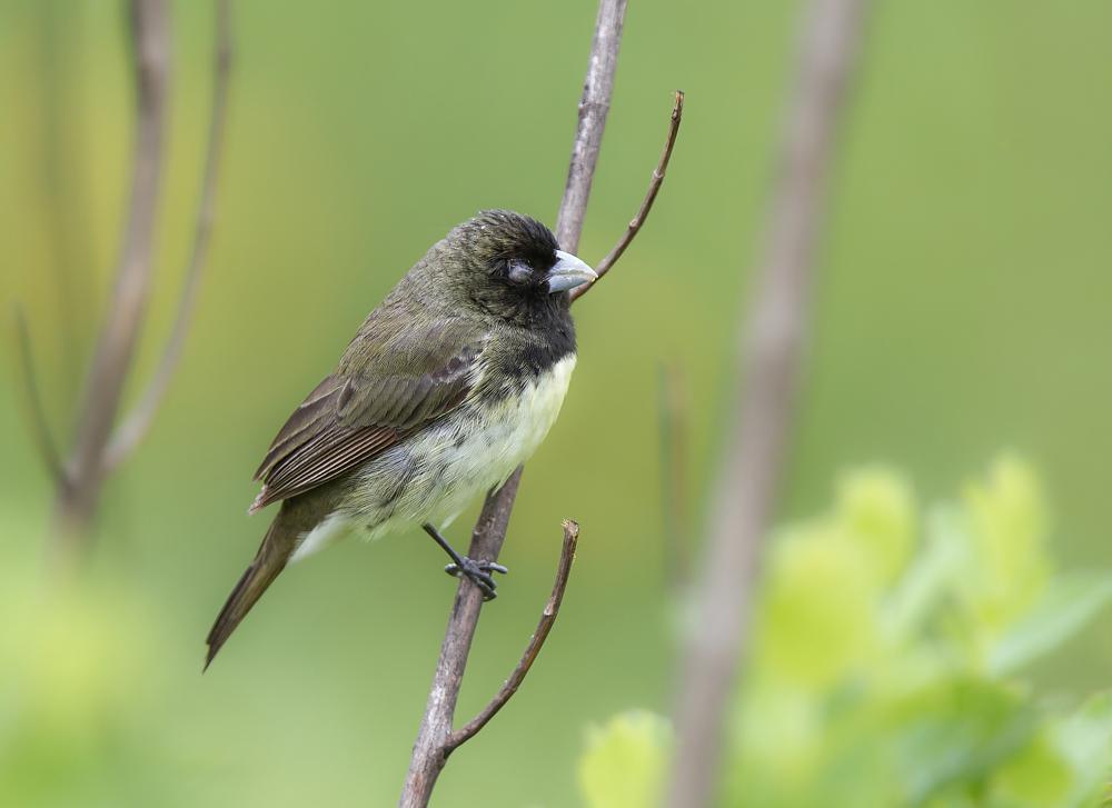 Yellow-bellied Seedeater Photo by Antonio Girotto