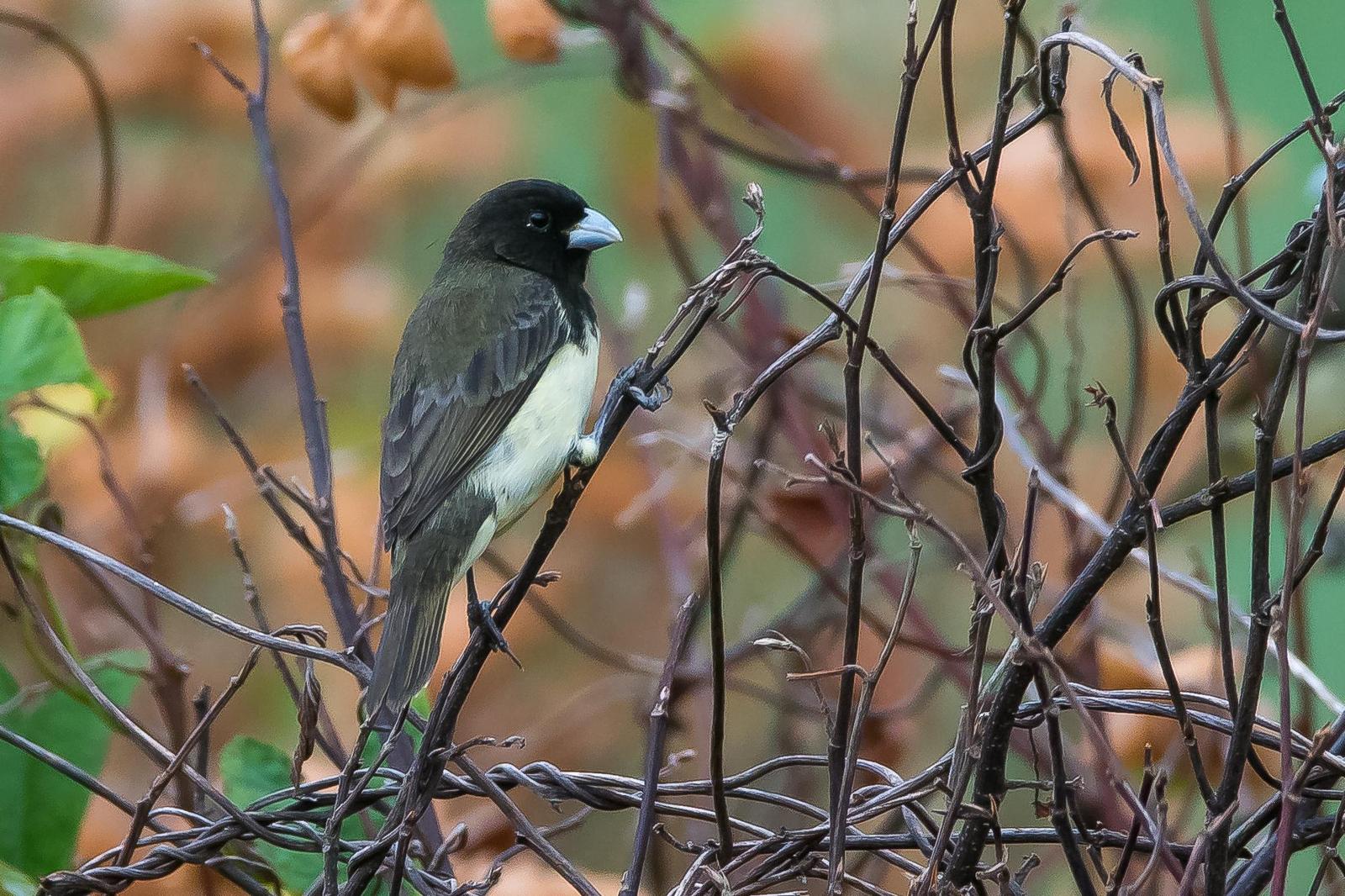 Yellow-bellied Seedeater Photo by Gerald Hoekstra