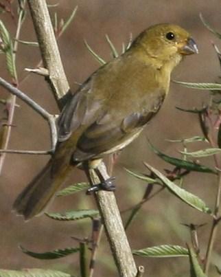 Yellow-bellied Seedeater Photo by Oscar Johnson
