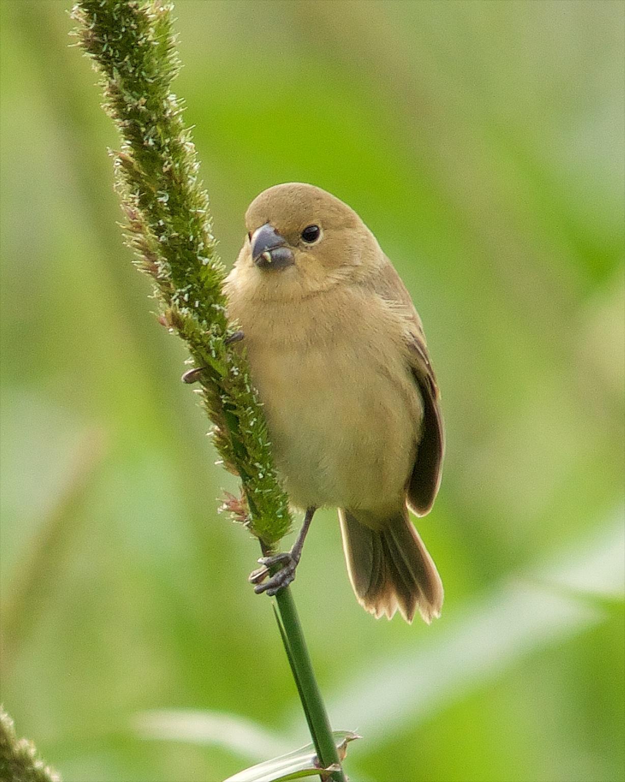 Yellow-bellied Seedeater Photo by Denis Rivard