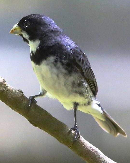 Double-collared Seedeater Photo by Lesley Roy