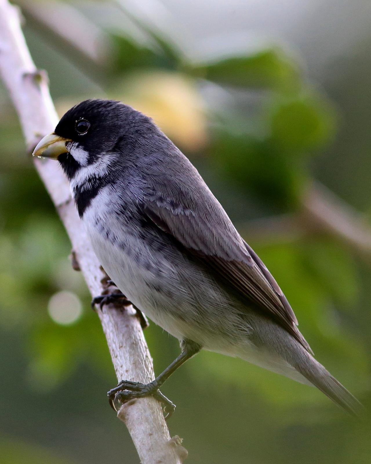 Double-collared Seedeater Photo by Rohan van Twest