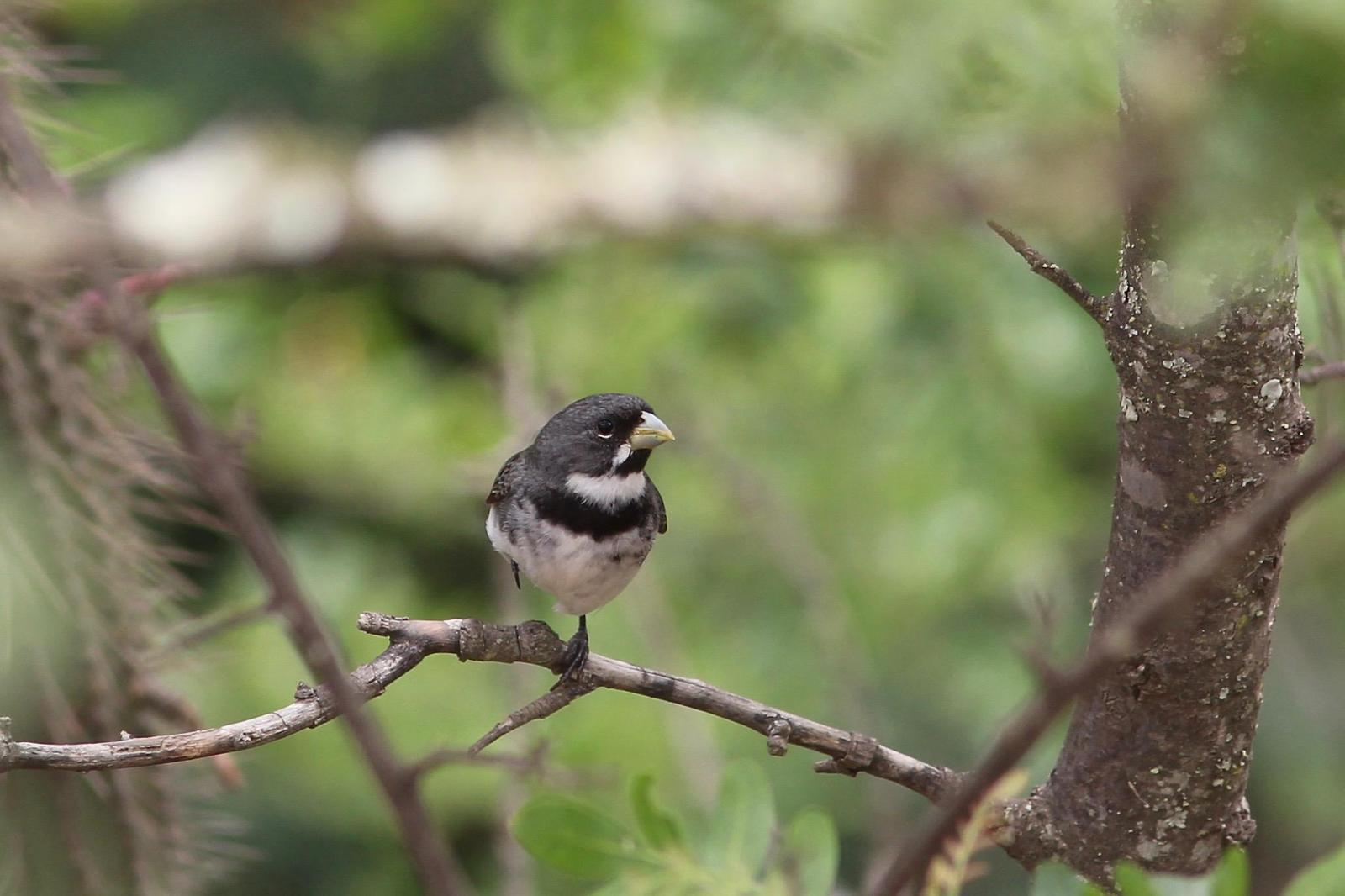 Double-collared Seedeater Photo by Oscar Johnson