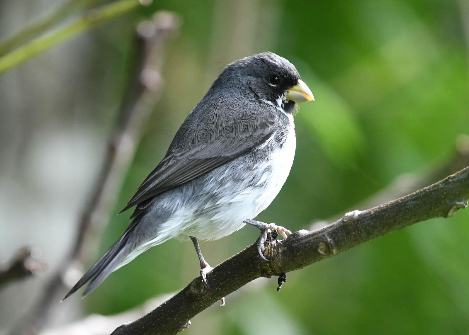 Double-collared Seedeater Photo by Roy Wiering