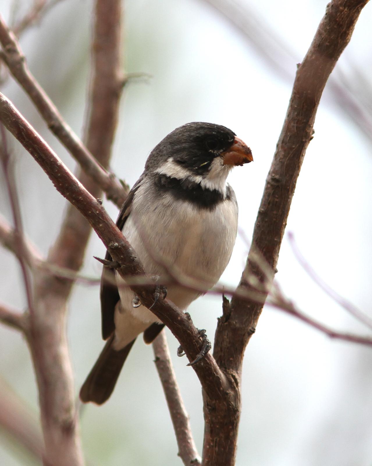 White-throated Seedeater Photo by Marcelo Padua