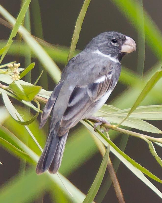 Parrot-billed Seedeater Photo by Robert Lewis