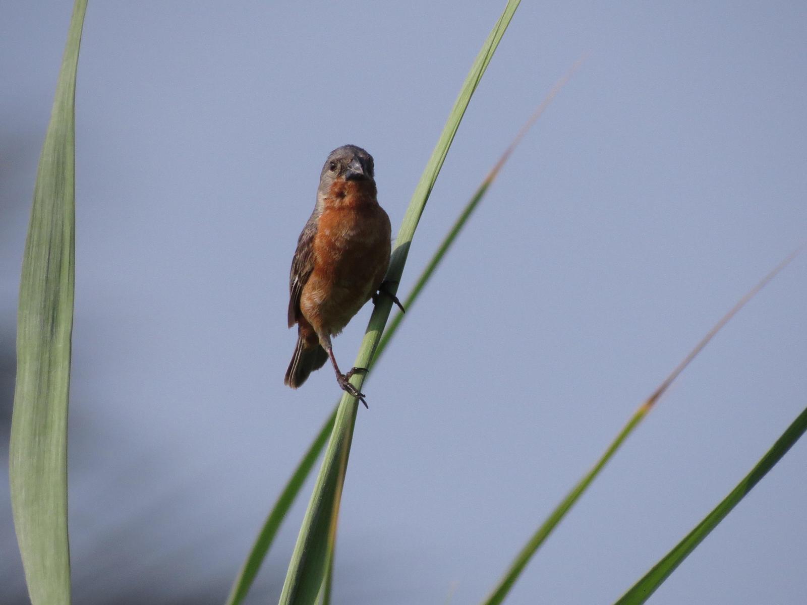 Ruddy-breasted Seedeater Photo by Jairo Martínez