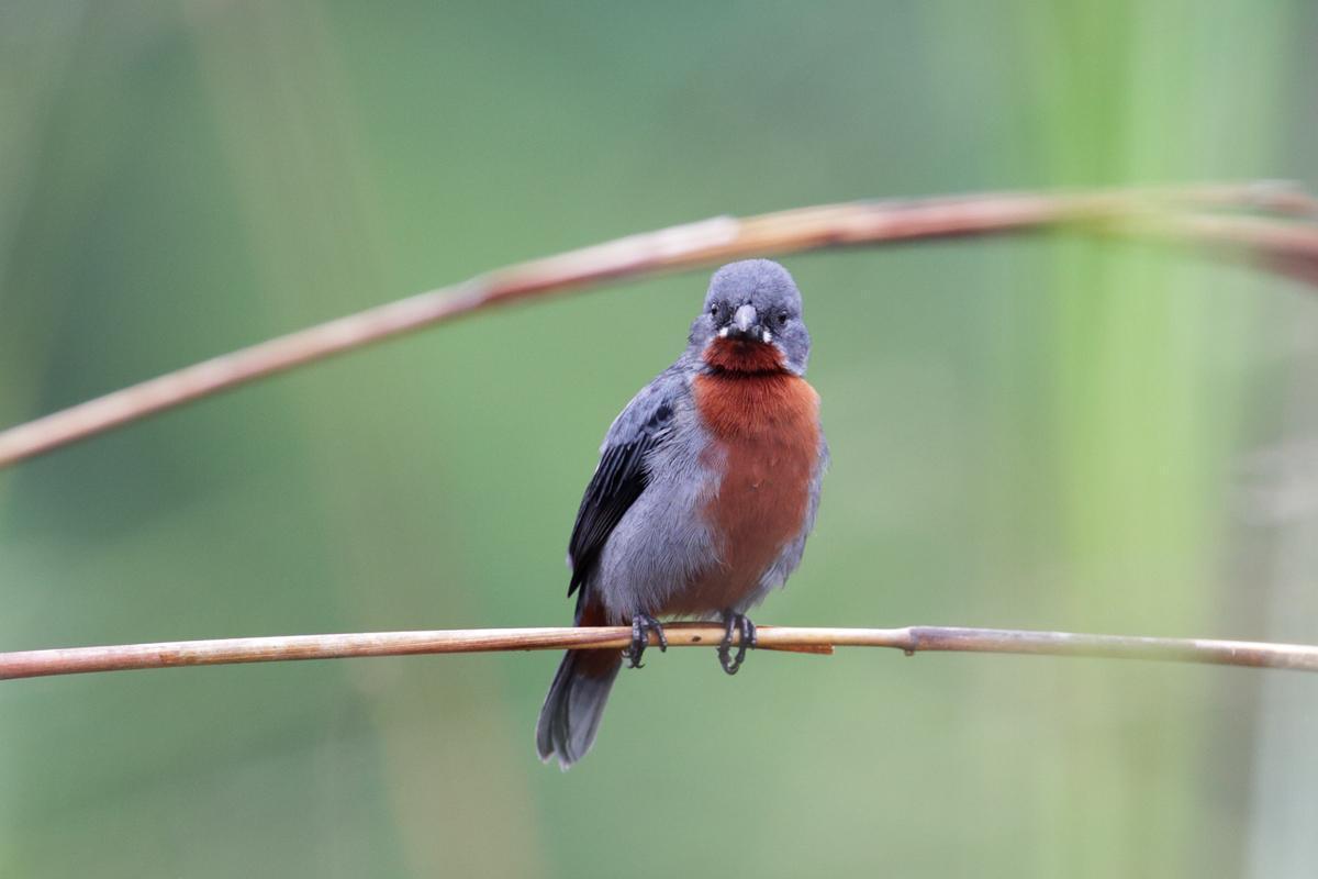 Chestnut-bellied Seedeater Photo by Nick Athanas