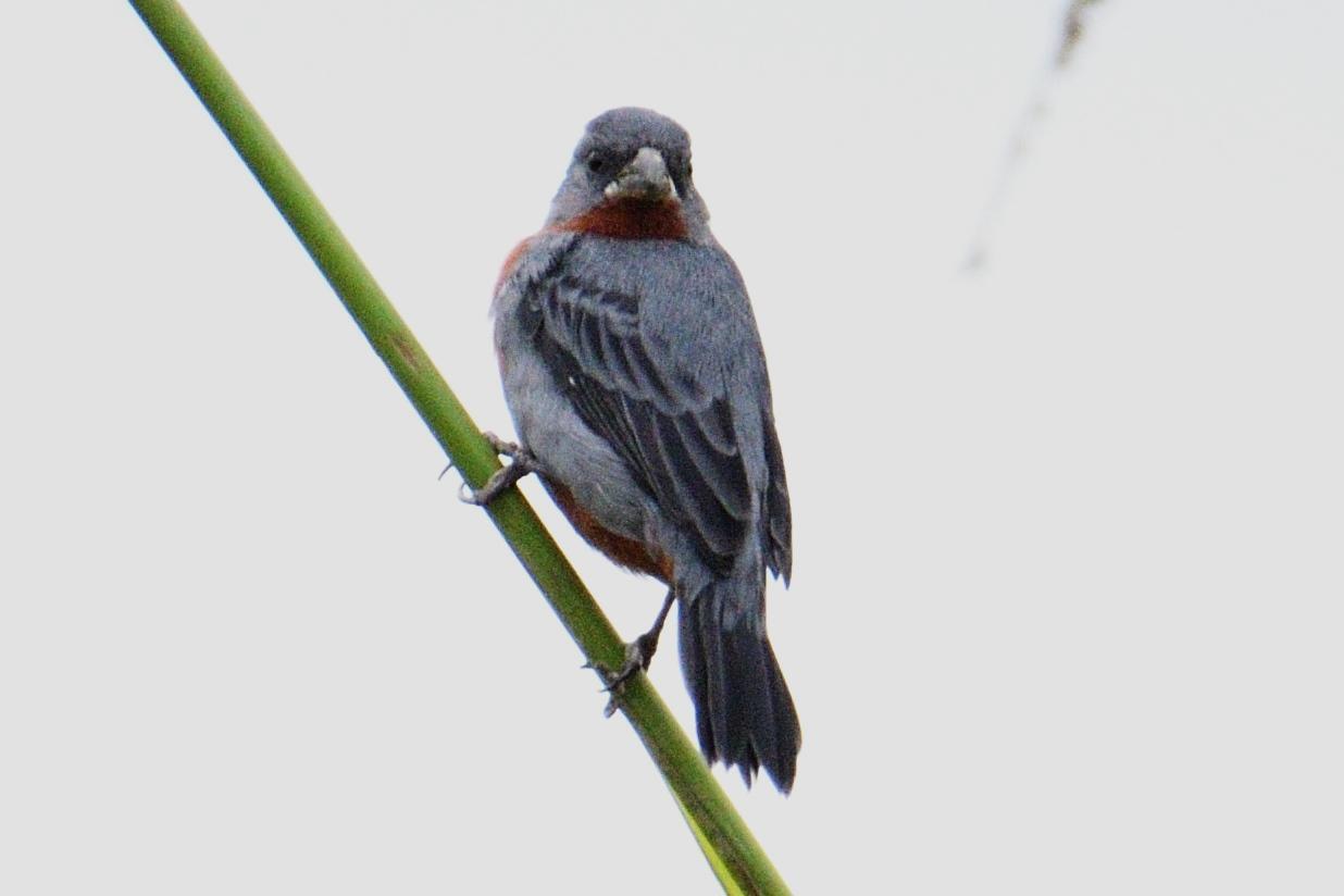 Chestnut-bellied Seedeater Photo by Ann Doty