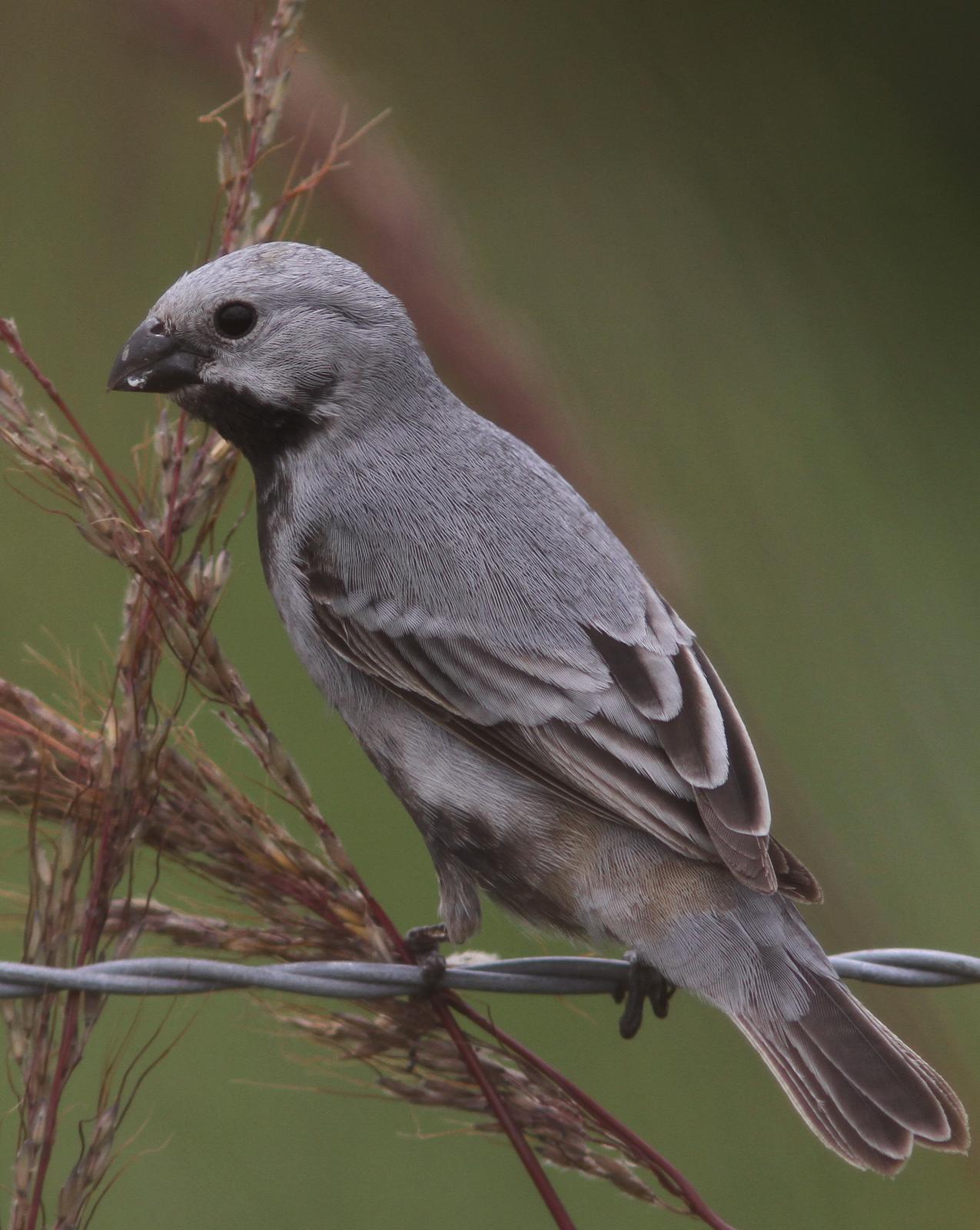 Black-bellied Seedeater Photo by Marcelo Padua