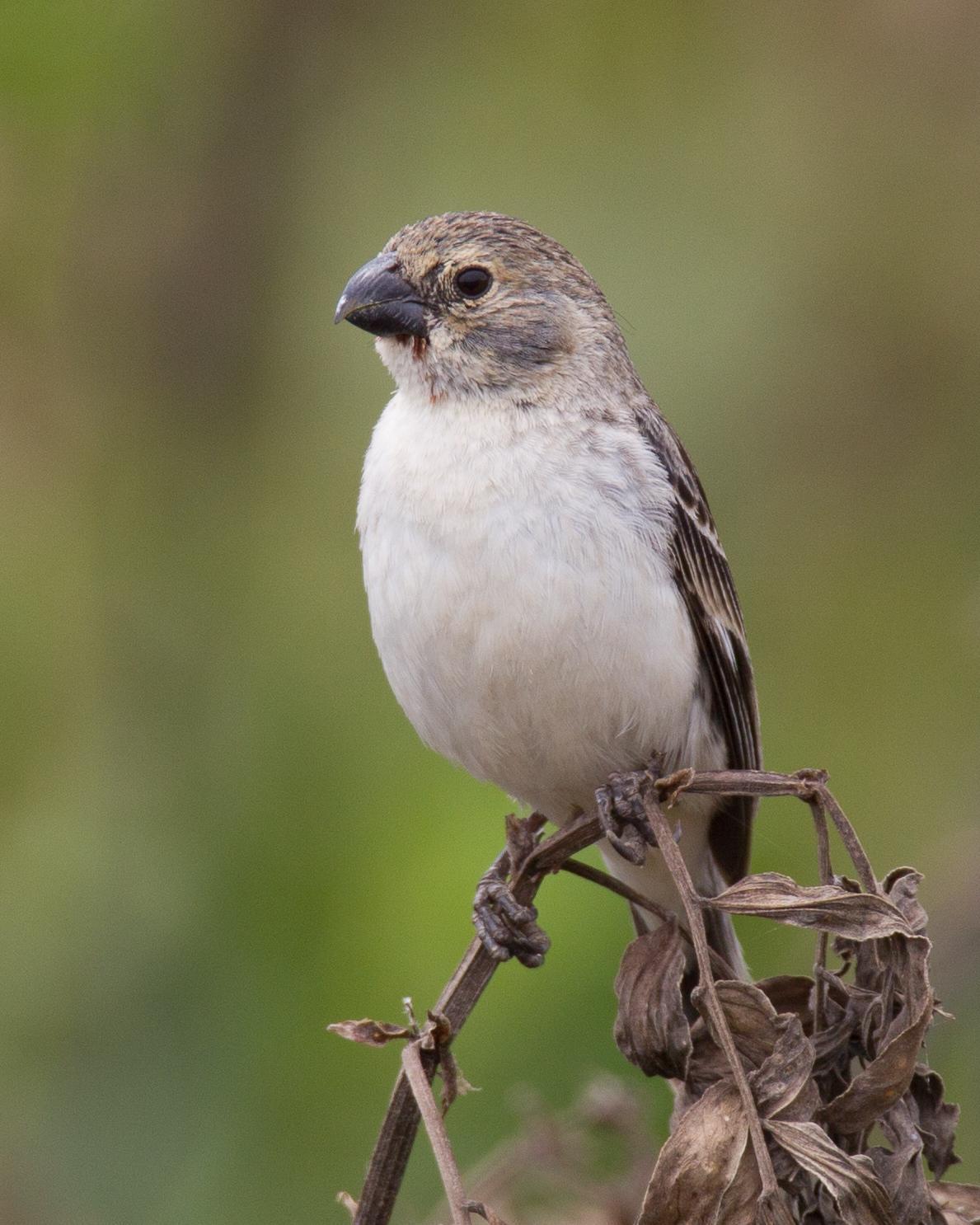 Chestnut-throated Seedeater Photo by Robert Lewis