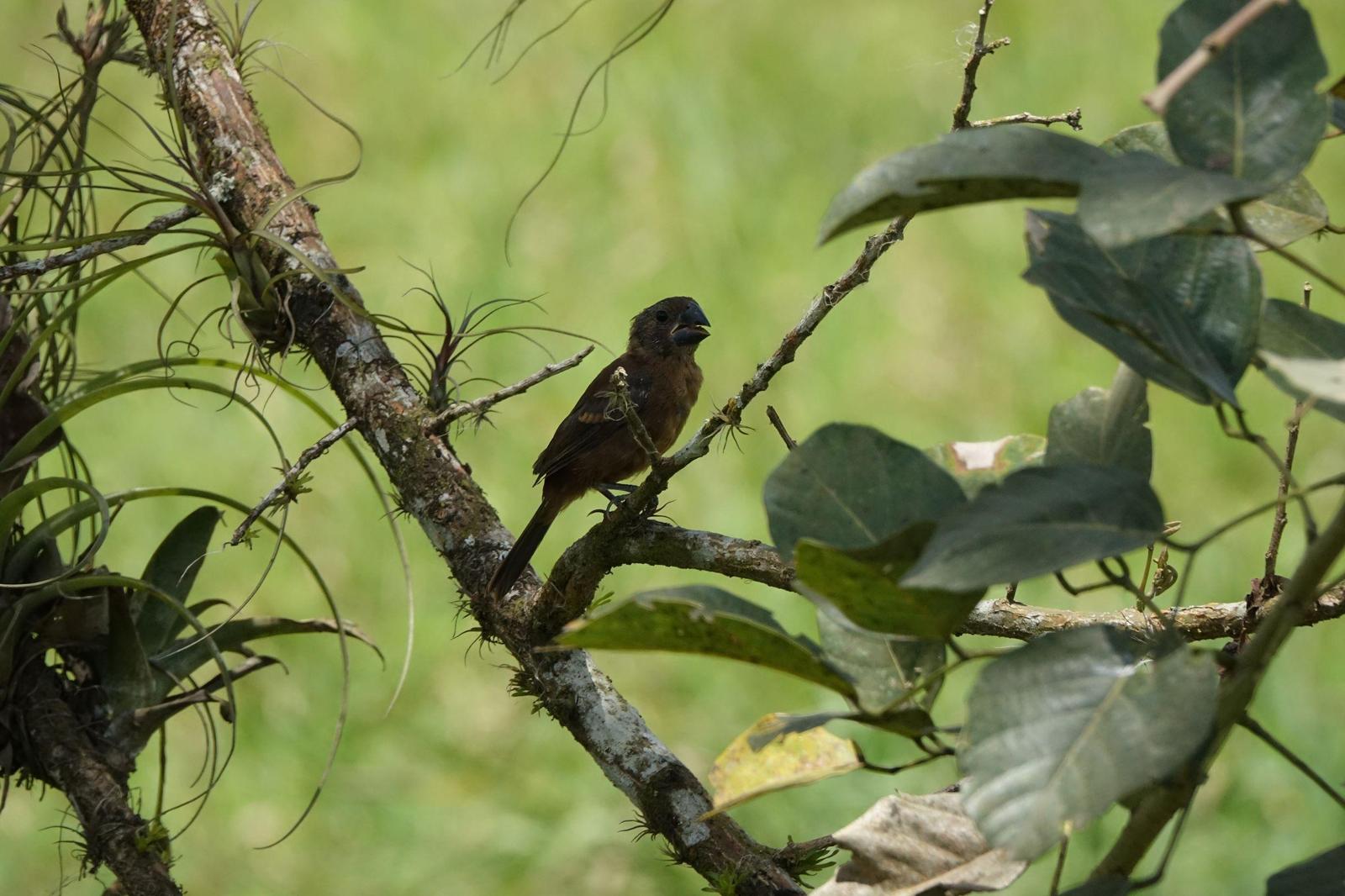 Nicaraguan Seed-Finch Photo by Bonnie Clarfield-Bylin