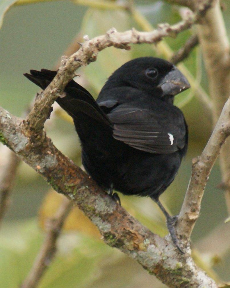 Thick-billed Seed-Finch Photo by Robin Oxley
