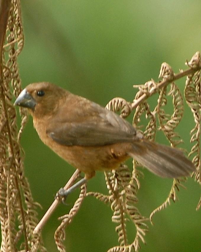 Thick-billed Seed-Finch Photo by David Hollie