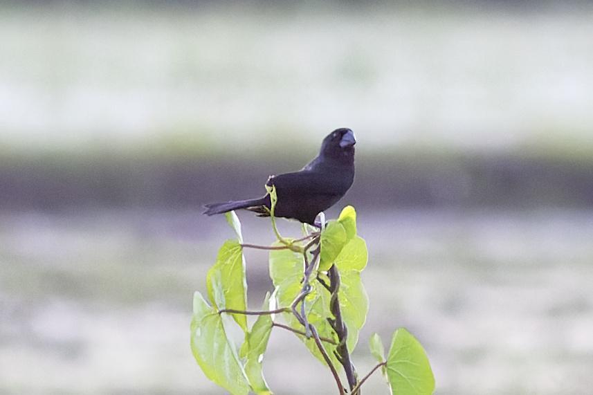 Black-billed Seed-Finch Photo by Leonardo Garrigues