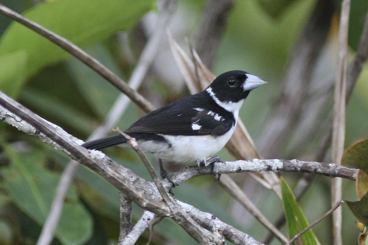 White-naped Seedeater Photo by Nicole Desnoyers