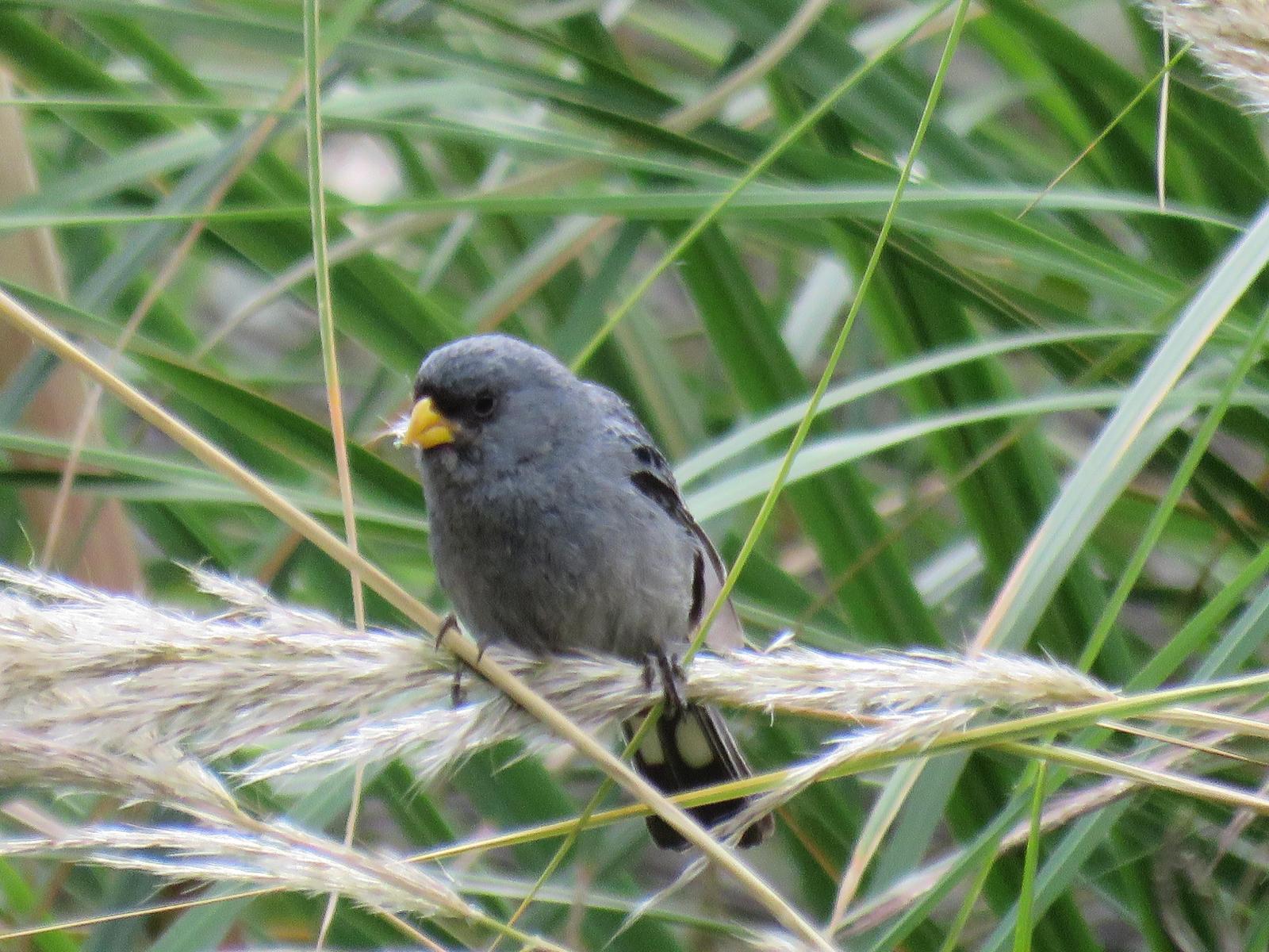 Band-tailed Seedeater Photo by Jennifer Nelson