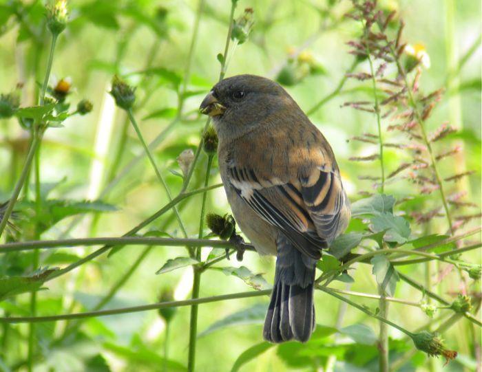 Band-tailed Seedeater Photo by Andre  Moncrieff