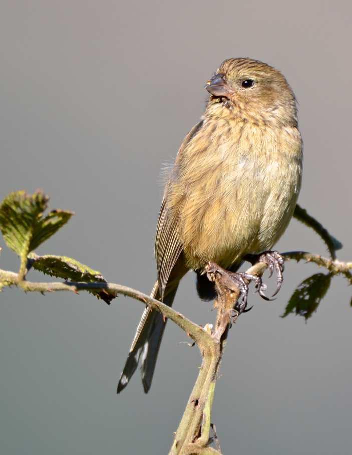 Band-tailed Seedeater Photo by Andrew Pittman