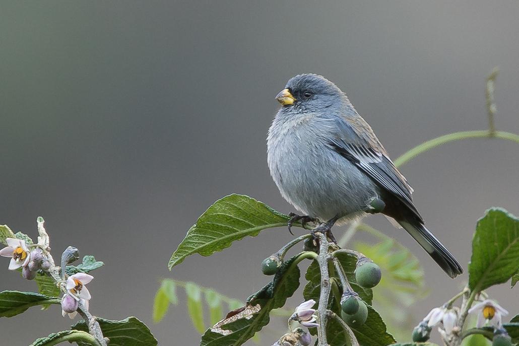 Band-tailed Seedeater Photo by Gerald Hoekstra