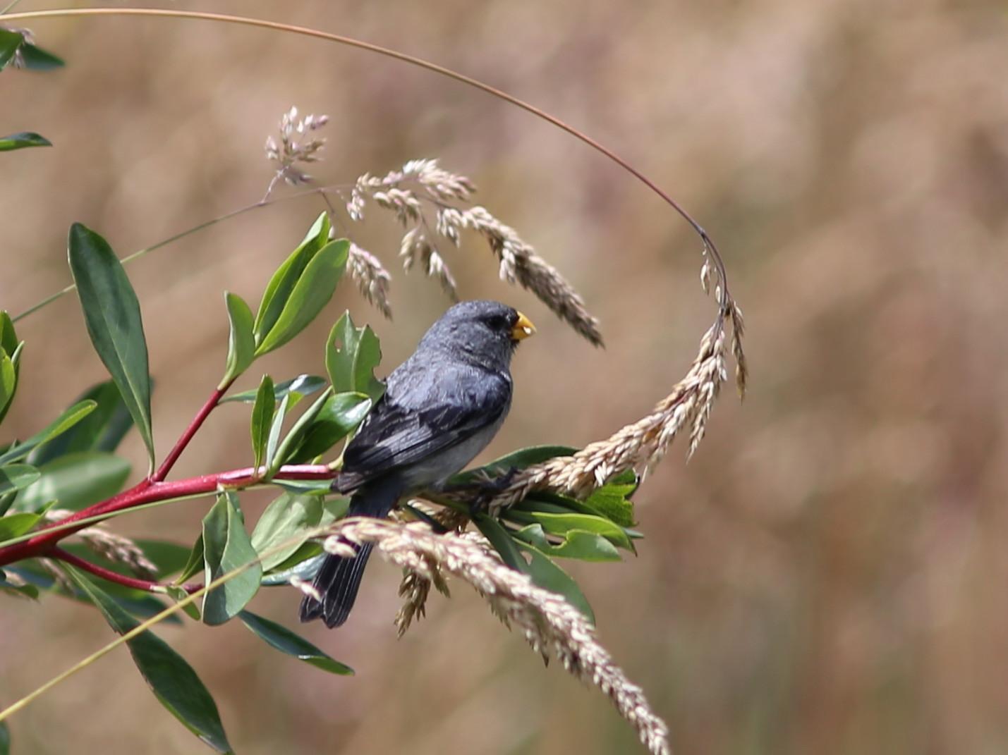 Plain-colored Seedeater Photo by Rohan van Twest