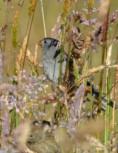 Plain-colored Seedeater Photo by Andrew Pittman