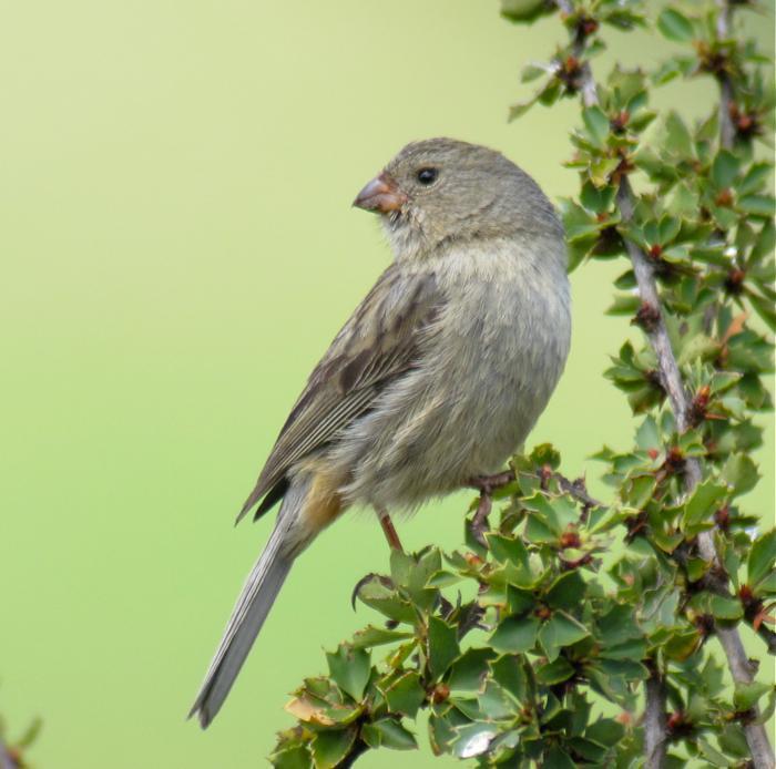 Plain-colored Seedeater Photo by Andre  Moncrieff