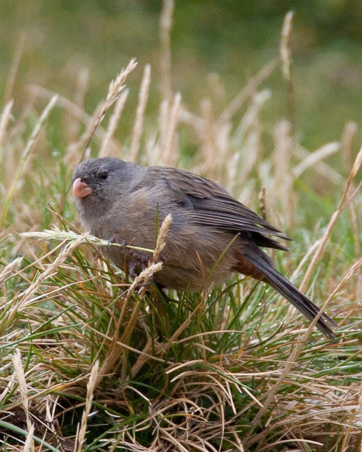 Plain-colored Seedeater Photo by Robert Lewis