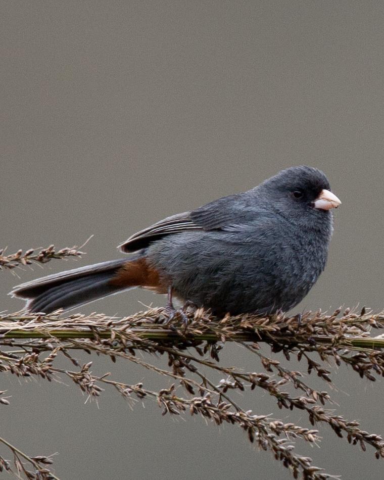 Paramo Seedeater Photo by Robert Lewis