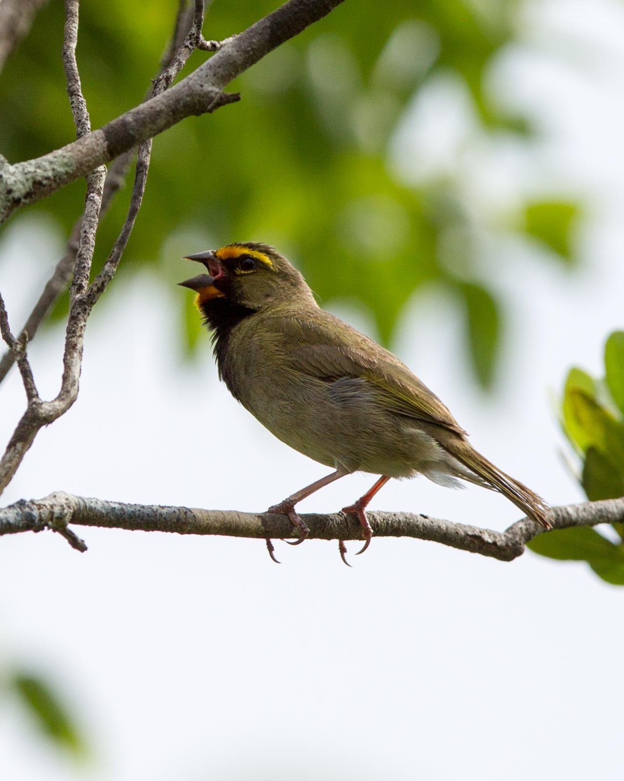 Yellow-faced Grassquit Photo by Kevin Berkoff