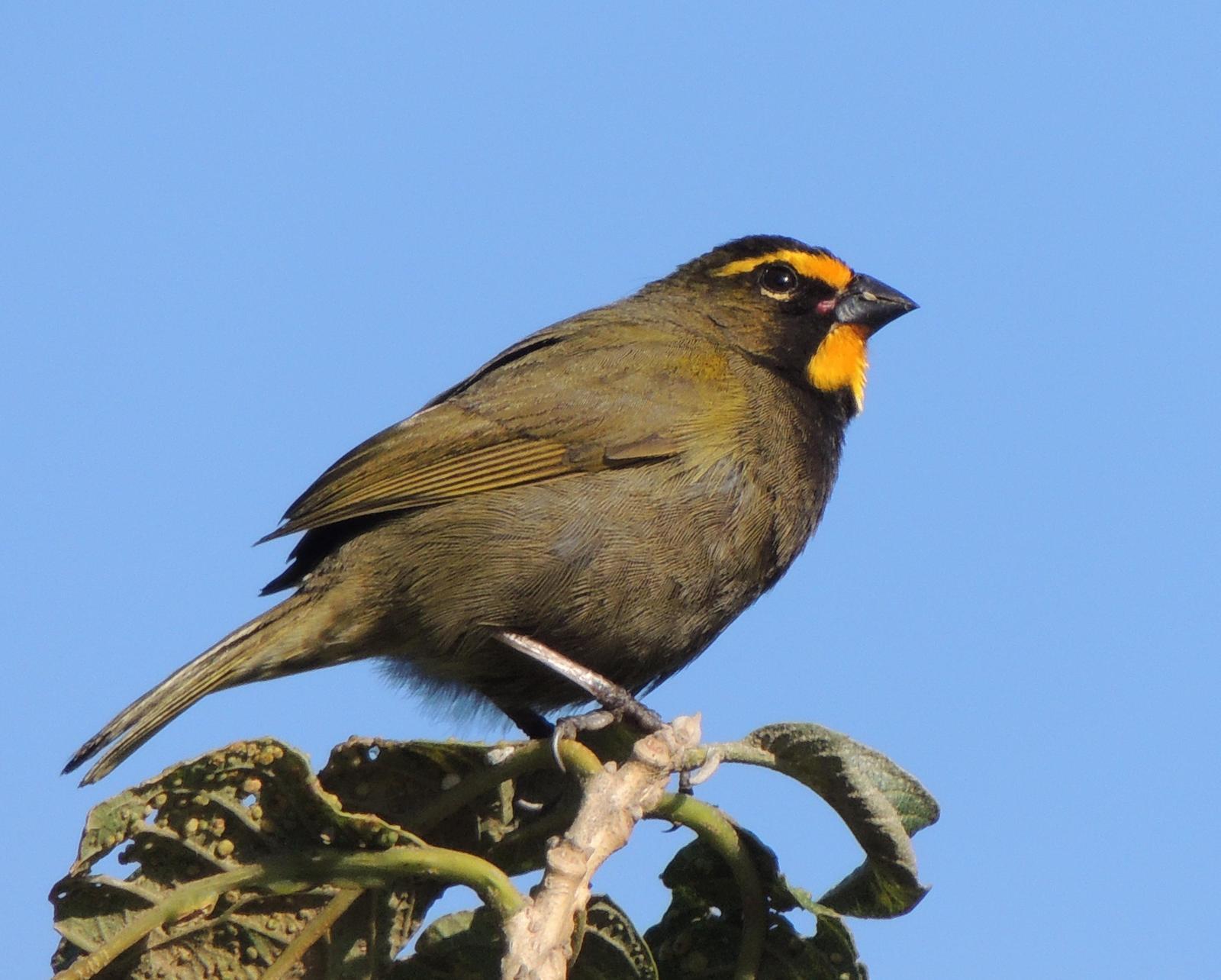 Yellow-faced Grassquit Photo by GREG THOMAS